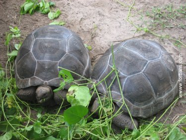 The Seychelles Giant Tortoises at Chalets Anse Forbans