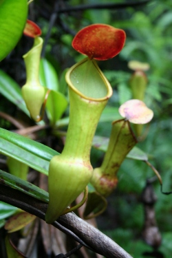 une plante carnivore des Seychelles 