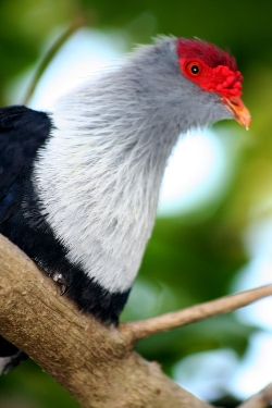 Blue Pigeon- photo courtesy N Doak