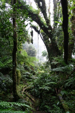 Seychelles forêt